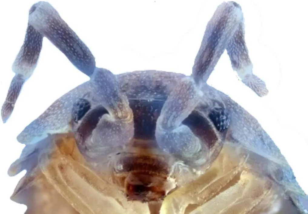 Pocket Pets 50 Color Changing Blue Merle Roly Polys (Rolie Polie Isopods) Order only if Your Next 5 Day Forecast temperatures are Between 20 and 95 Degrees.