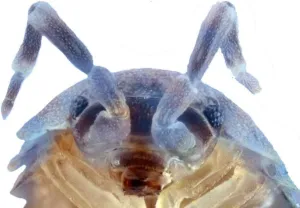 Pocket Pets 50 Color Changing Blue Merle Roly Polys (Rolie Polie Isopods) Order only if Your Next 5 Day Forecast temperatures are Between 20 and 95 Degrees.